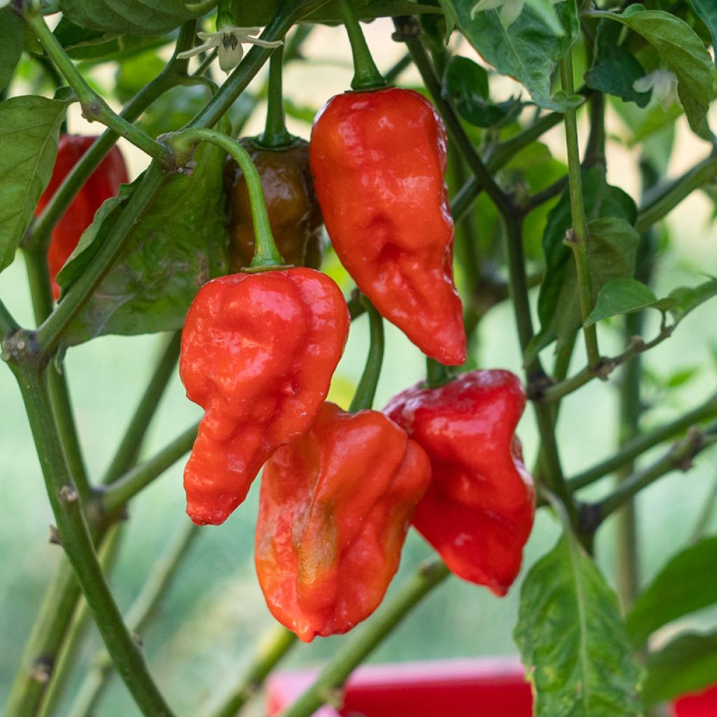 Pimento Naga Jolokia