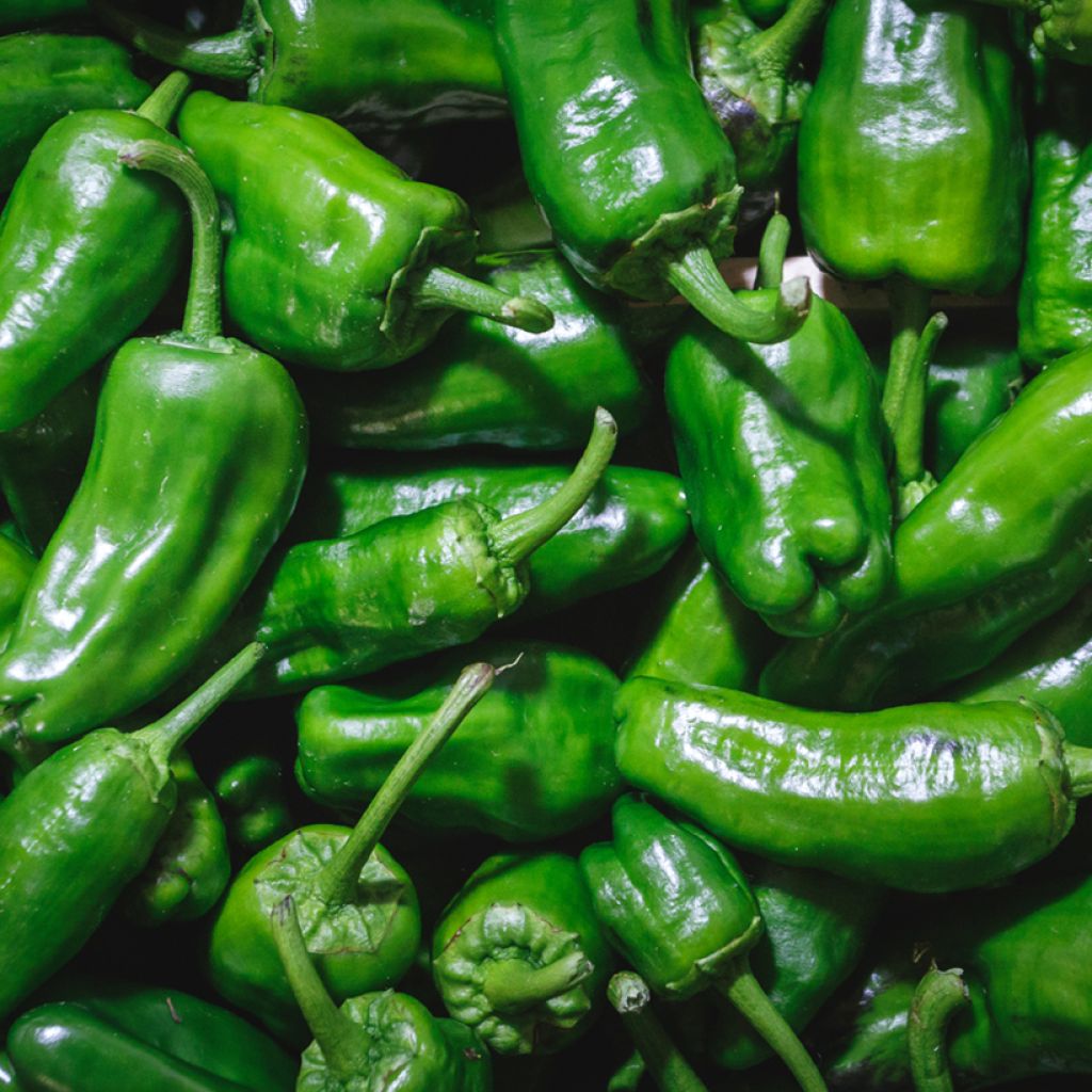 Pimenta Padrón Bio