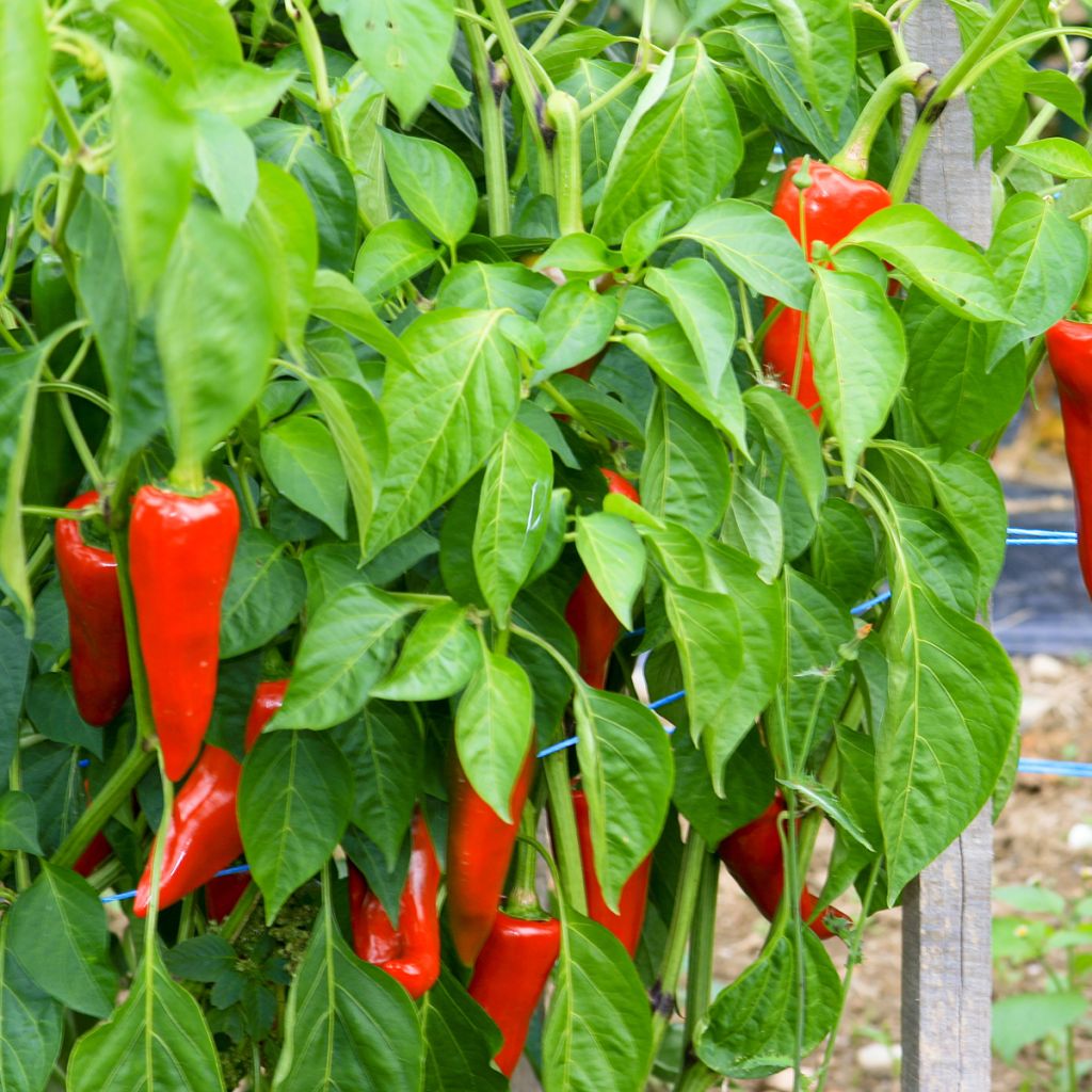 Pimento Espelette - Pimenta Basca Gorria