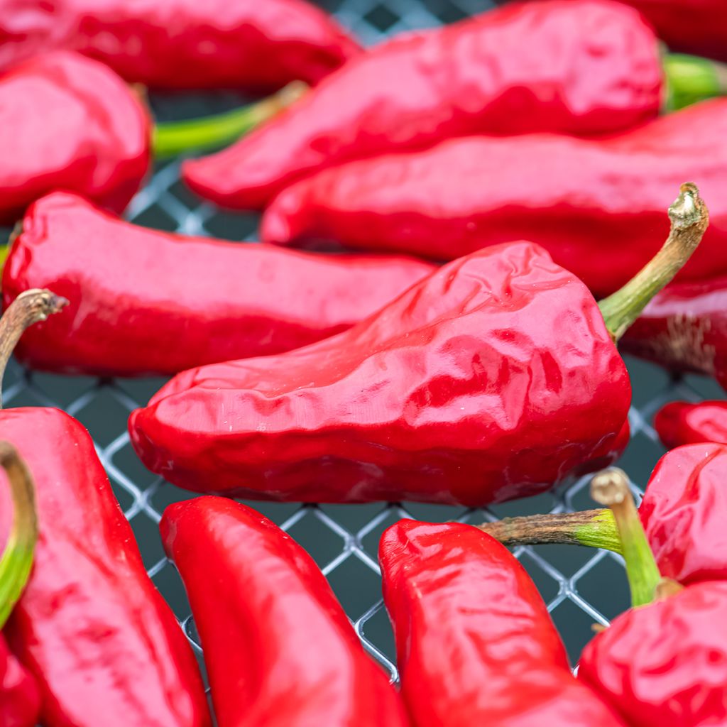 Pimento Espelette - Pimenta Basca Gorria