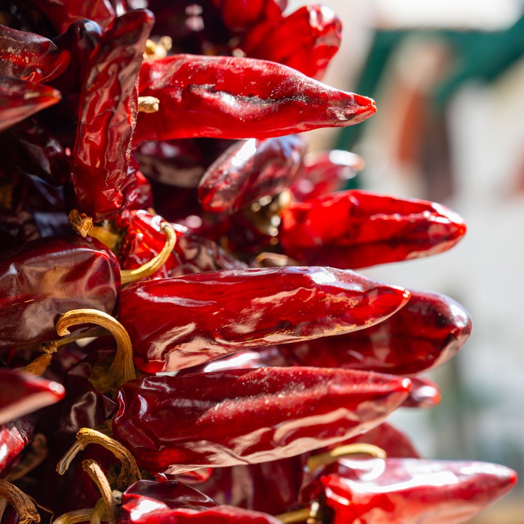 Pimento Espelette - Pimenta Basca Gorria