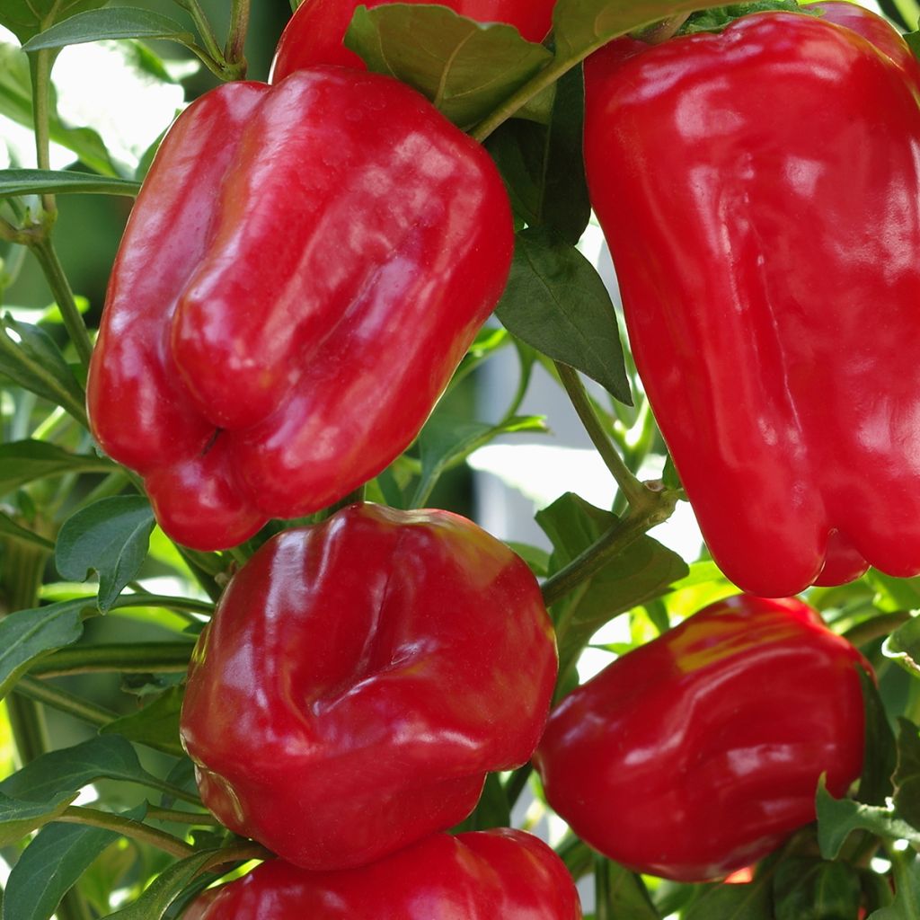 Pimento Doce Yolo Wonder de Espanha Vilmorin