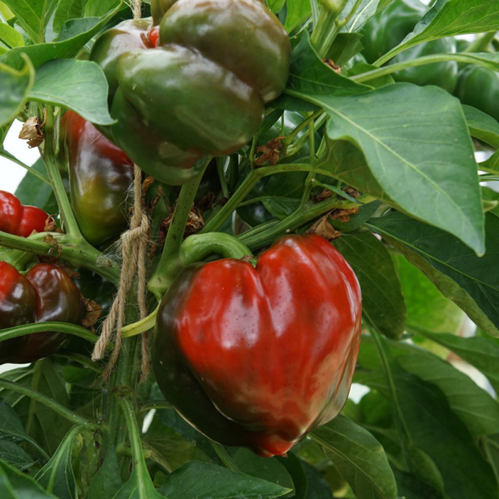 Pimento Doce Yolo Wonder de Espanha Vilmorin