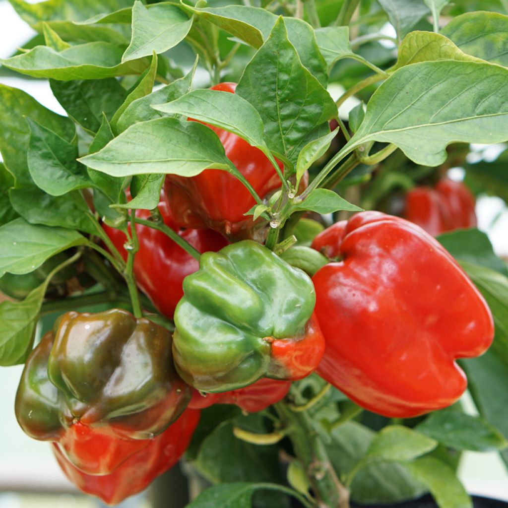 Pimento Doce Yolo Wonder de Espanha