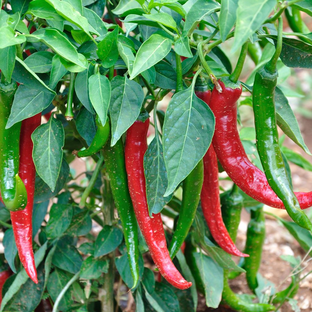 Pimento Doce Muito Longo da Região de Landes