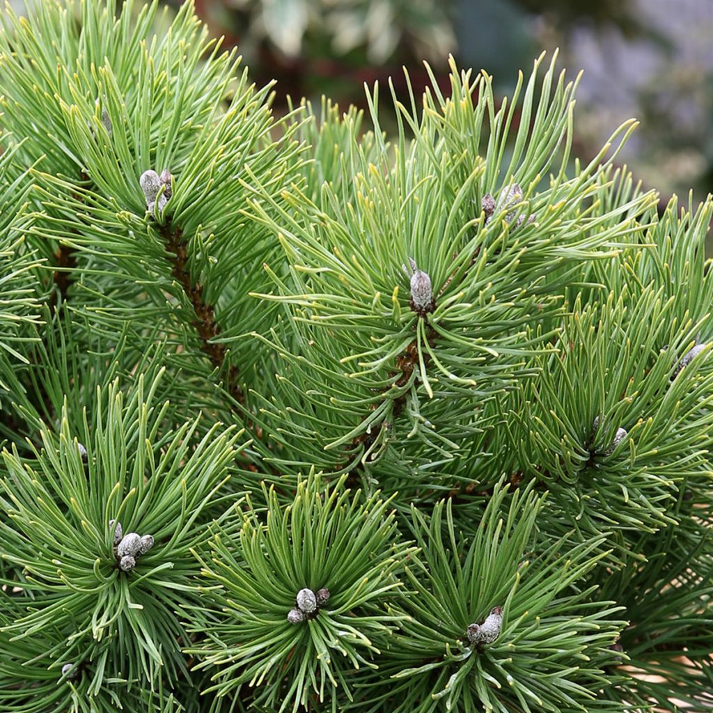 Pinus mugo Allgäu
