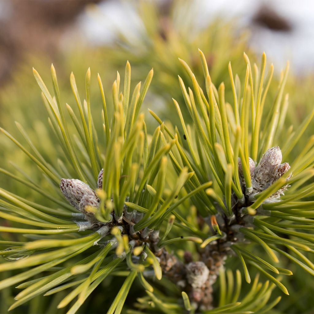 Pin de montagne - Pinus mugo Mops Gold