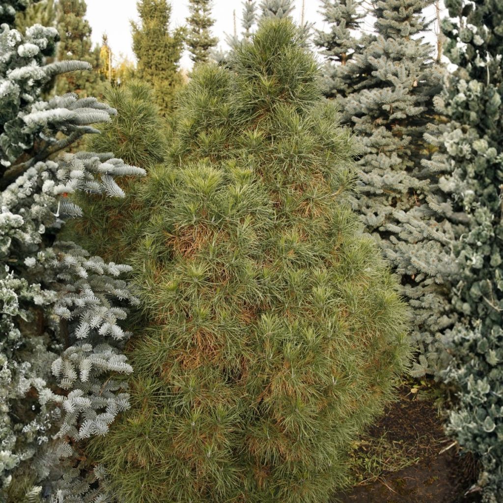 Pinus sylvestris Globosa Viridis