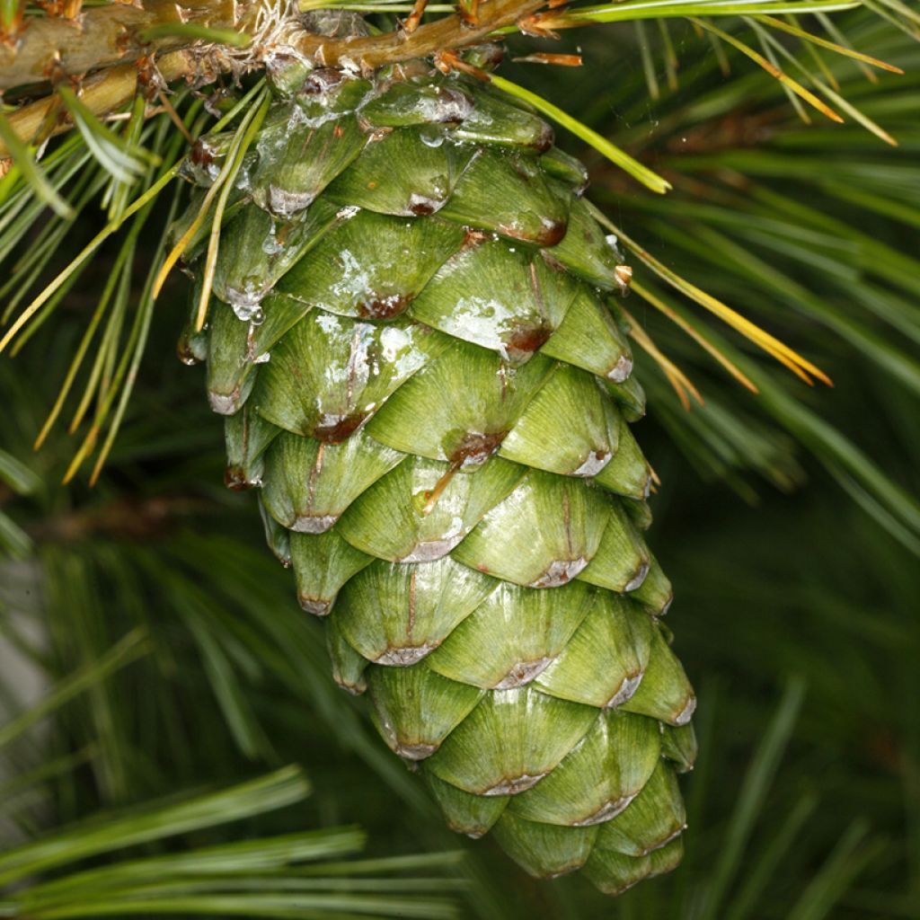 Pinus armandii - Pinheiro-branco-da-china