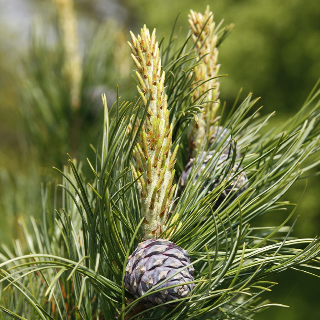 Pinus cembra - Pinheiro-dos-Alpes
