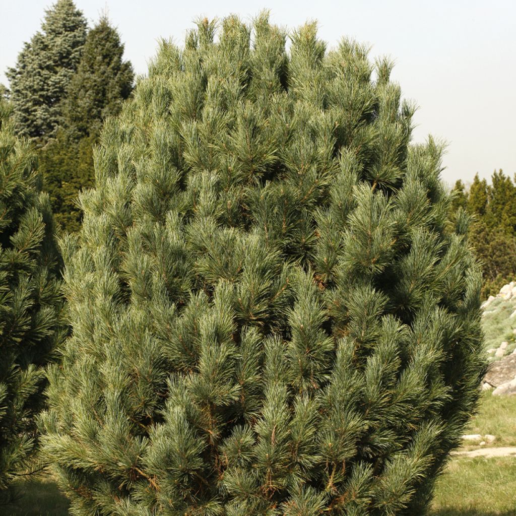 Pinus cembra - Pinheiro-dos-Alpes