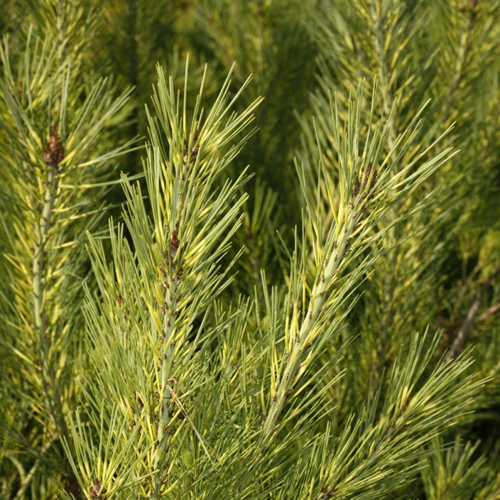 Pinus densiflora Oculus-draconis