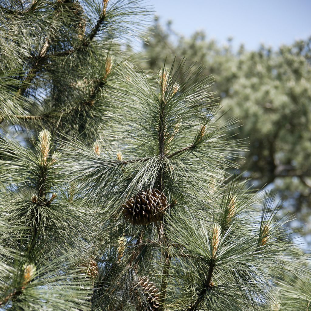 Pinus jeffreyi - Pinheiro-de-Jeffrey