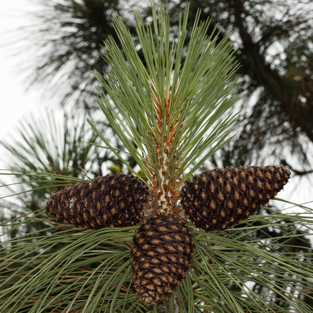 Pinus jeffreyi - Pinheiro-de-Jeffrey