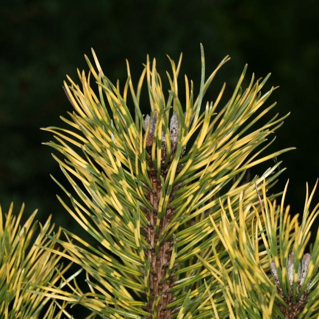 Pinus mugo Sunshine
