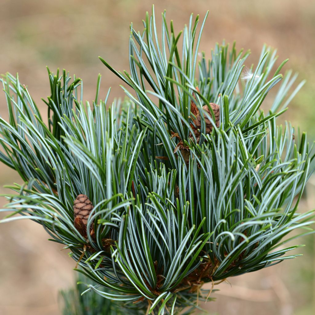 Pinus parviflora Iribune