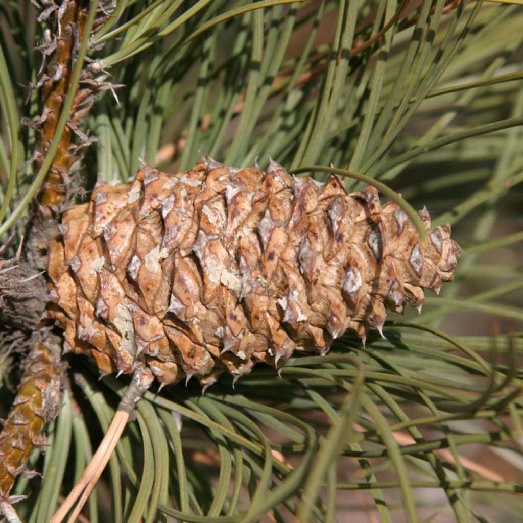 Pinus ponderosa - Pinheiro-ponderosa