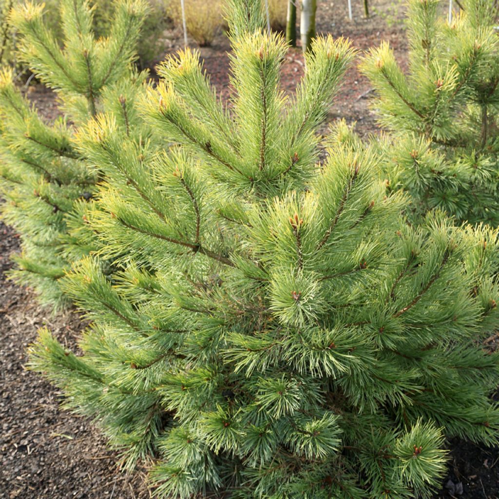 Pinus sylvestris Wintergold