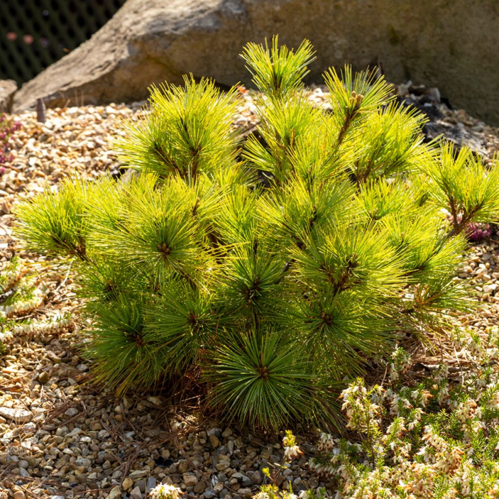 Pinus strobus Radiata