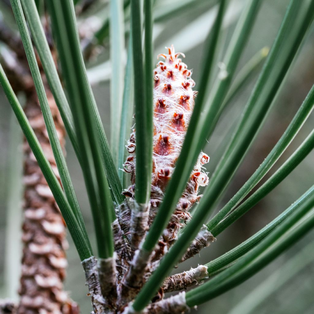 Pinus strobus Radiata