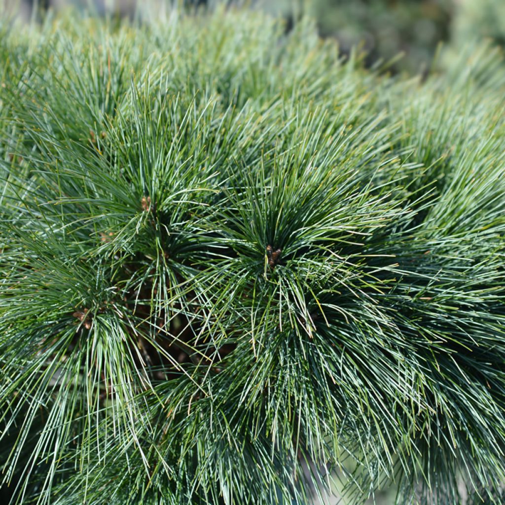Pinus strobus Radiata