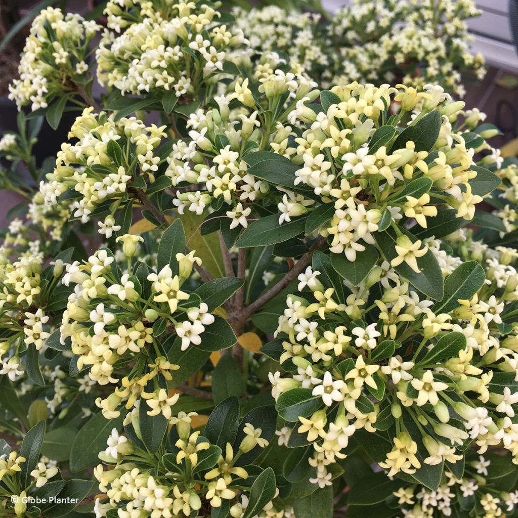 Pitósporo Green Mound