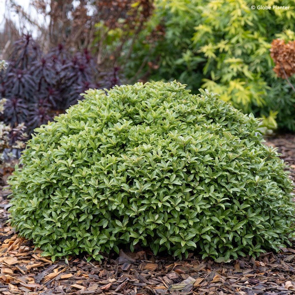 Pitósporo negro Orbitea