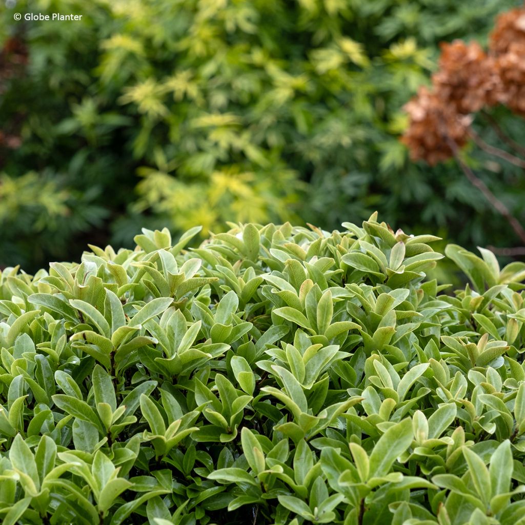 Pitósporo negro Orbitea