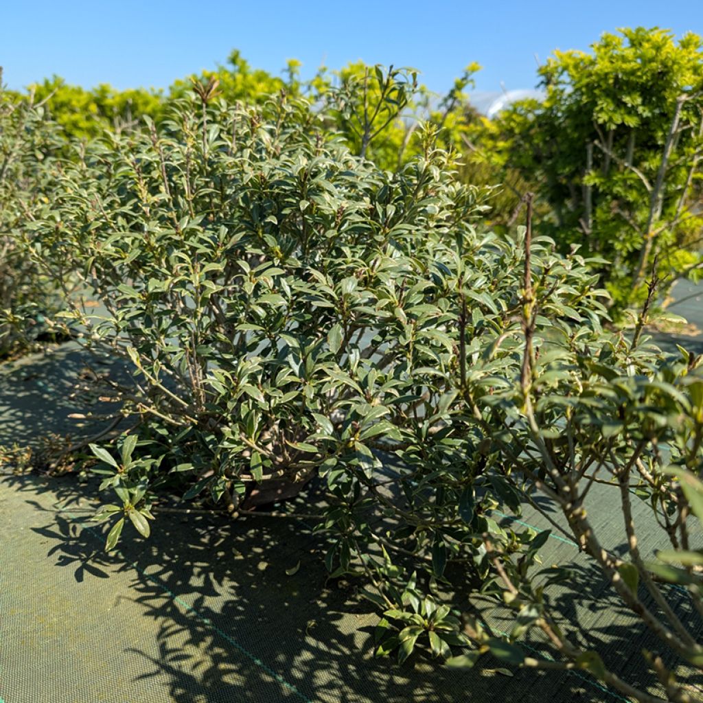 Pitósporo heterophyllum Quissac