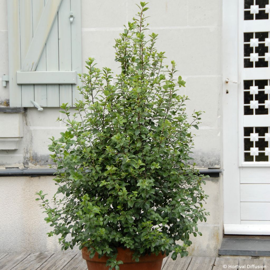 Pitósporo negro Irish Luck