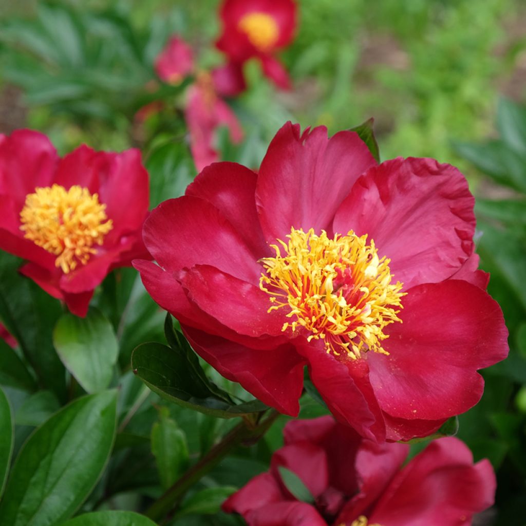 Paeonia Blaze