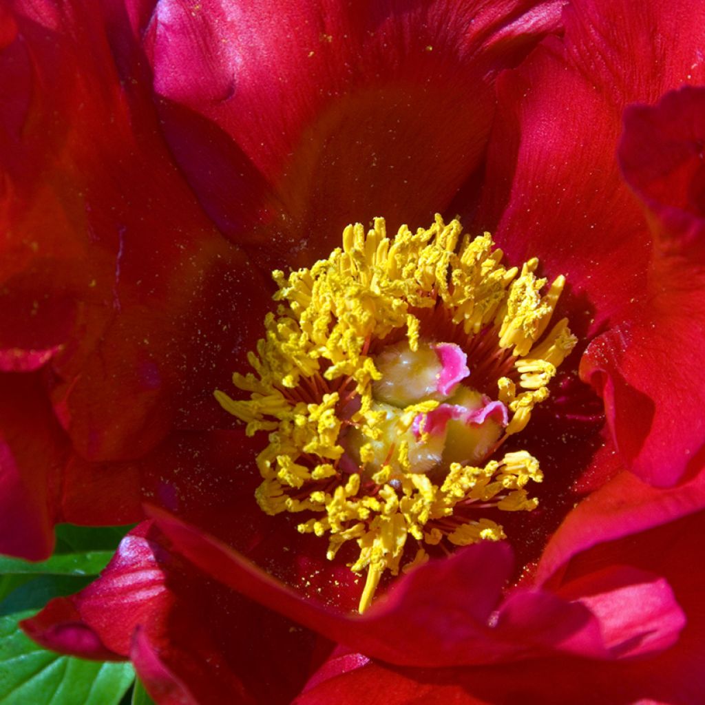 Paeonia Blaze