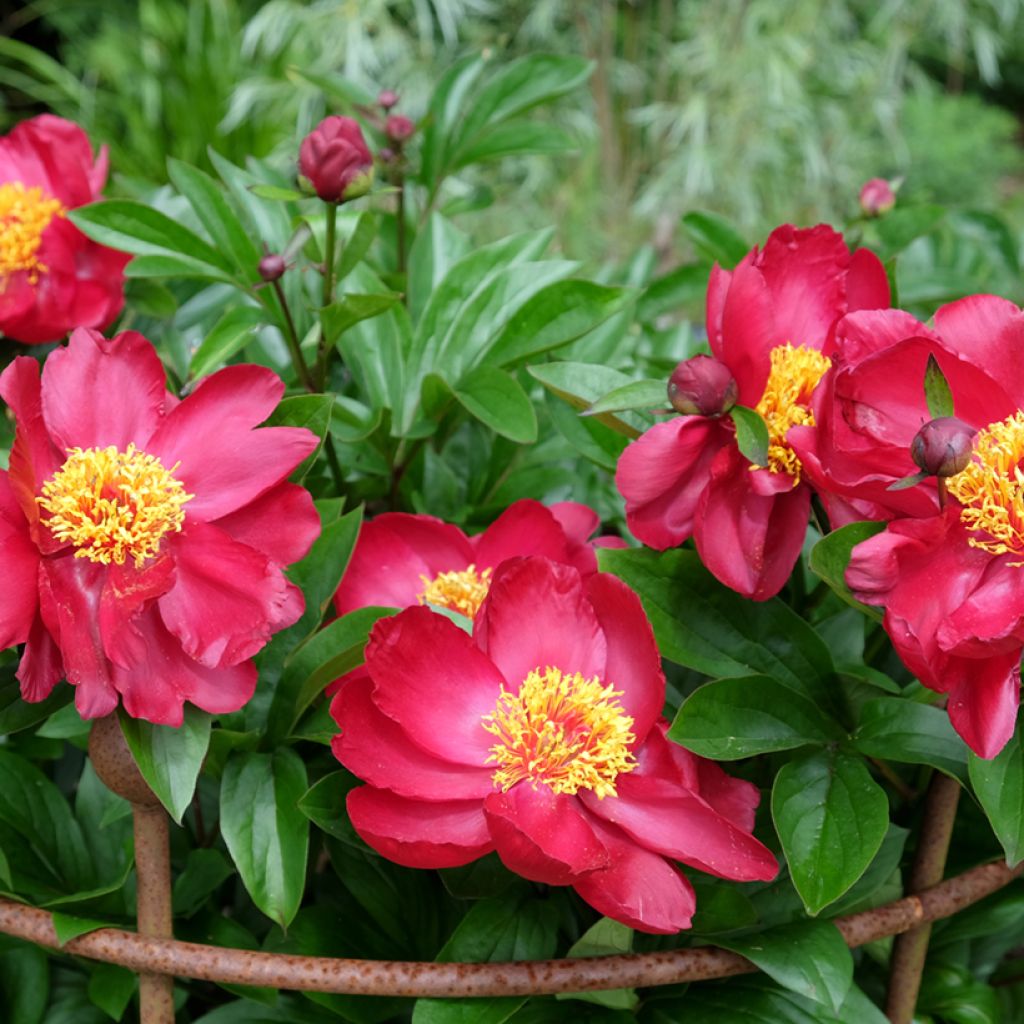 Paeonia Blaze