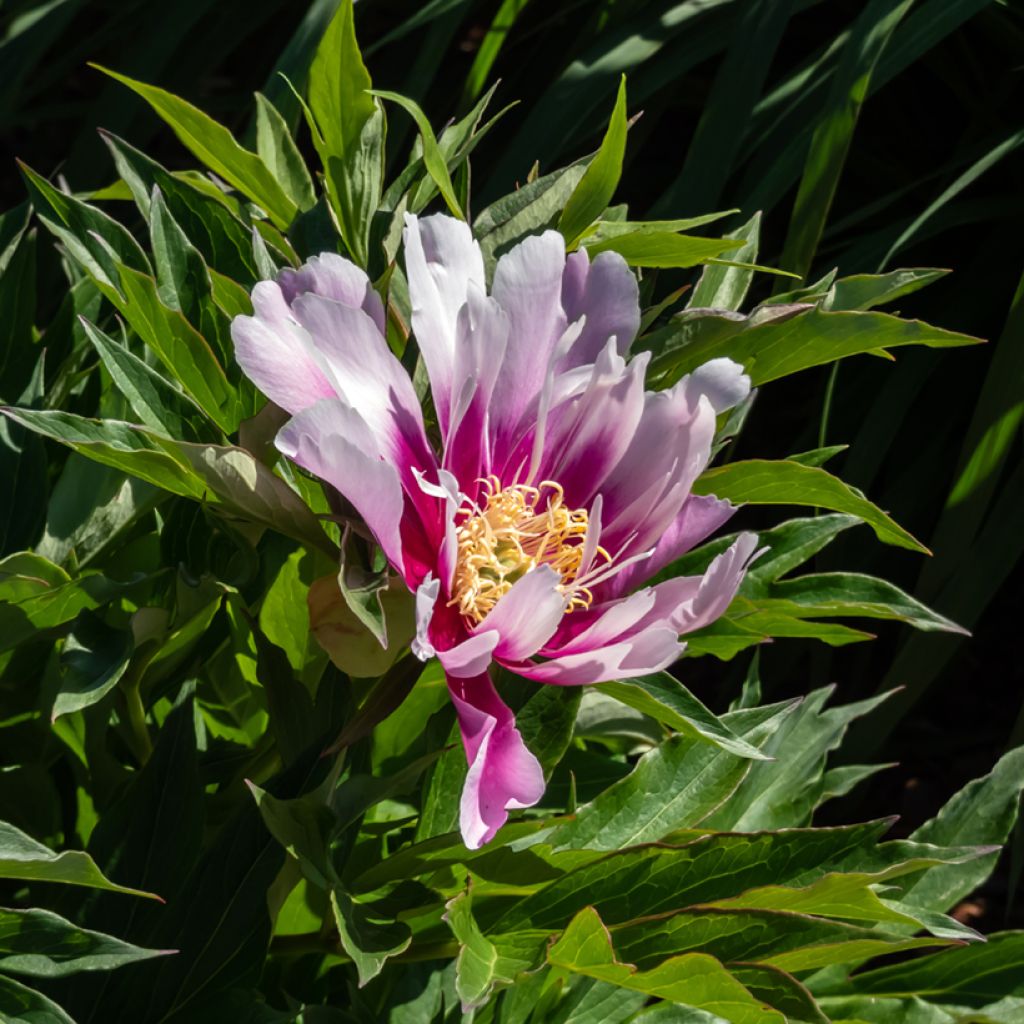 Paeonia Itoh Cora Louise