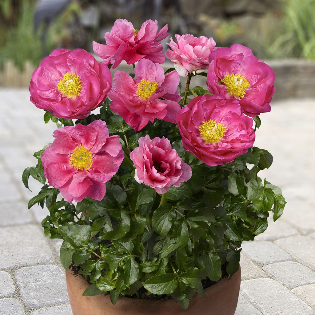 Peónia chinesa Athens