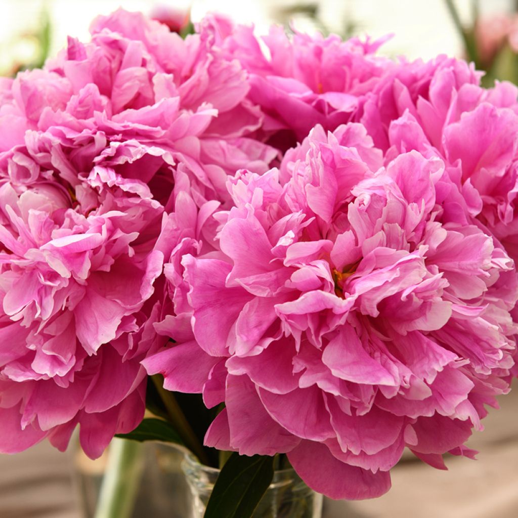 Peónia chinesa Dr Alexander Fleming