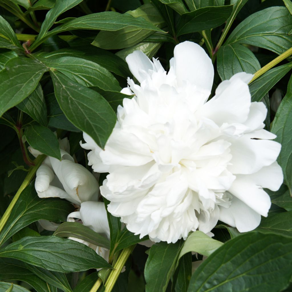 Peónia chinesa Gardenia
