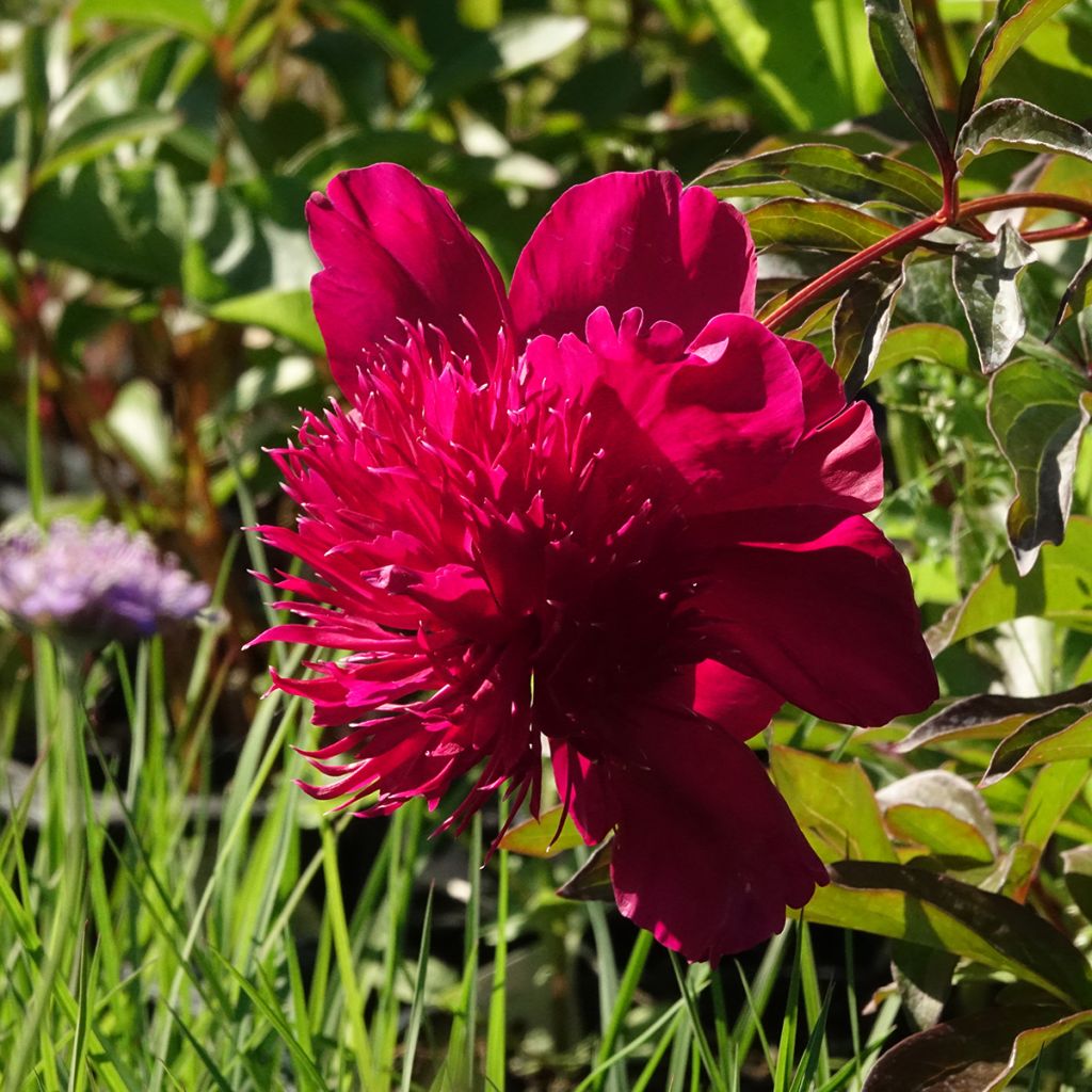 Peónia chinesa Inspecteur Lavergne