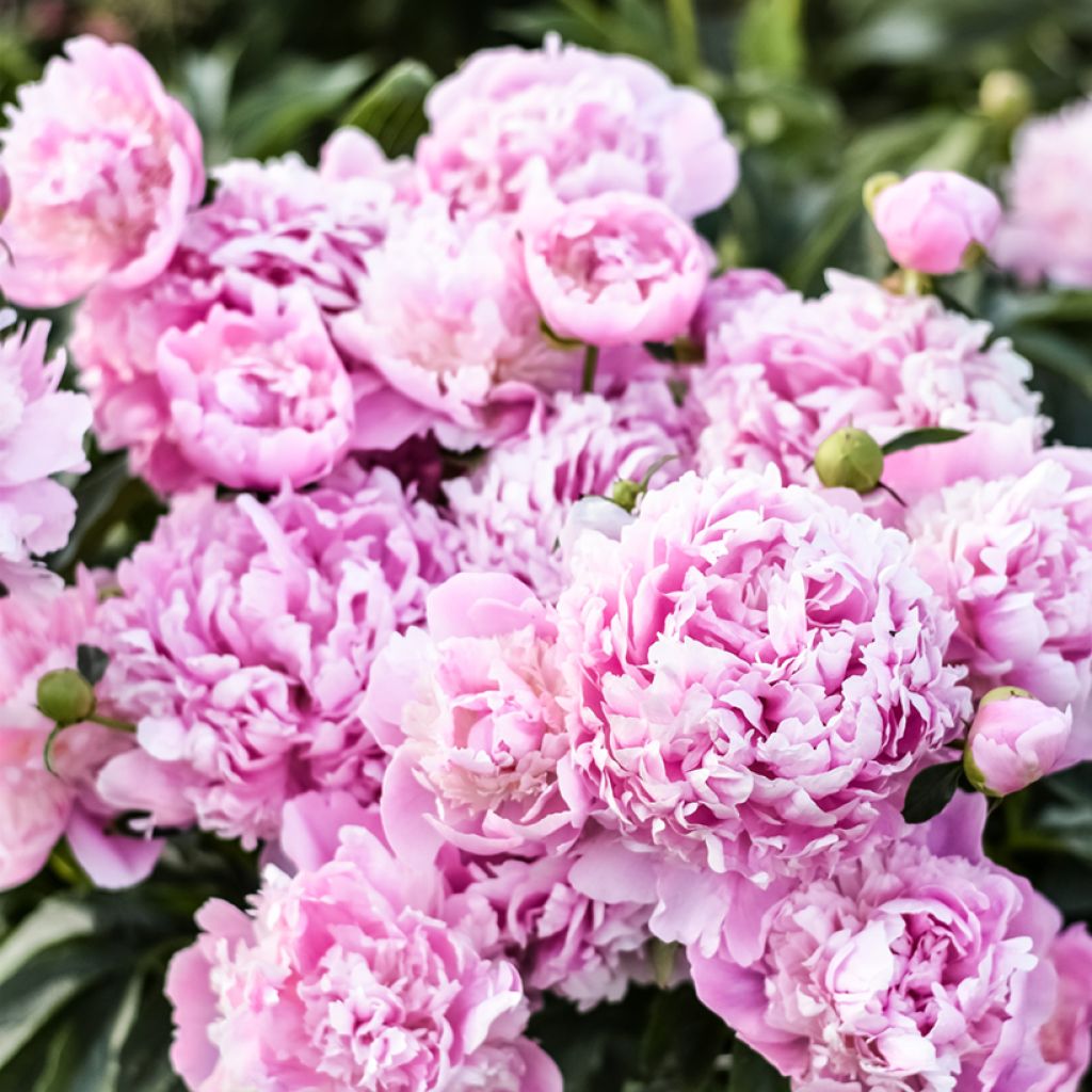 Peónia chinesa Monsieur Jules Elie