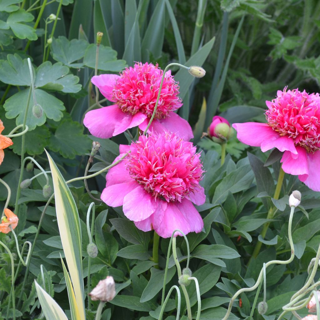 Paeonia officinalis Anemoniflora