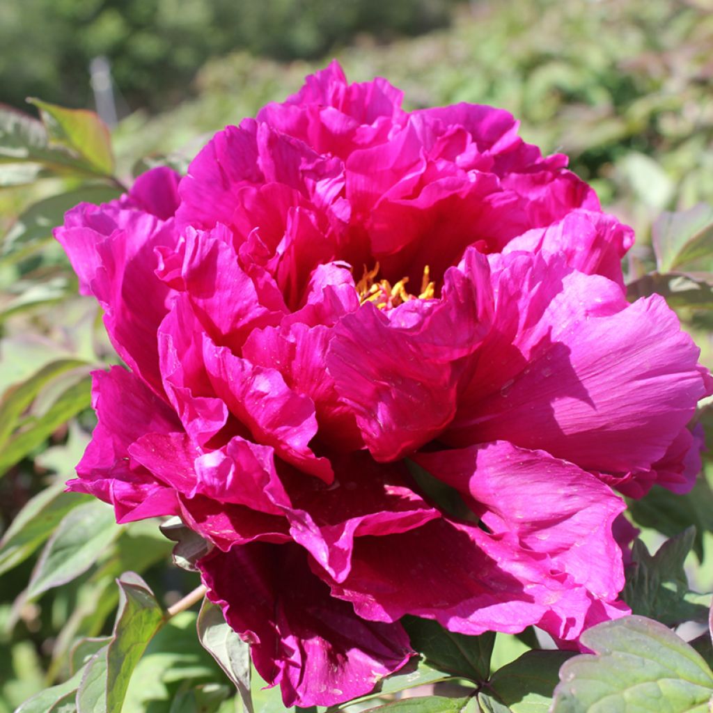 Peónia arbustiva Dao Da Chen - Paeonia suffruticosa