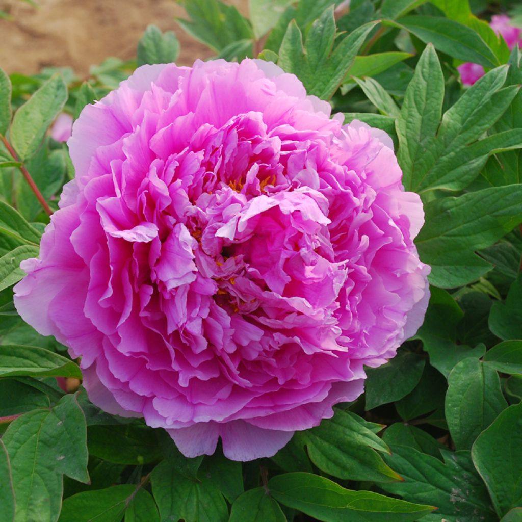 Peónia arbustiva Ling Hua Zhan Lu - Paeonia suffruticosa