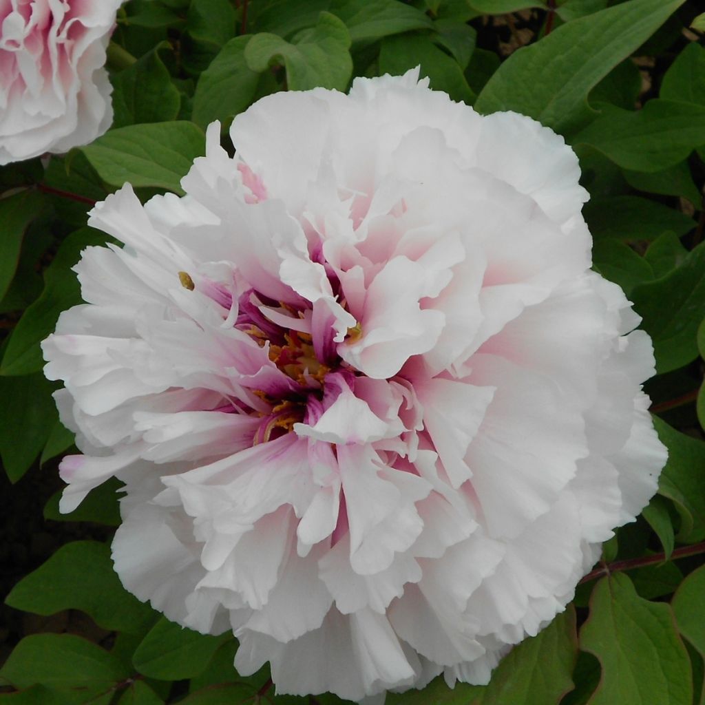 Peónia arbustiva Xue Ying Tao Hua - Paeonia suffruticosa