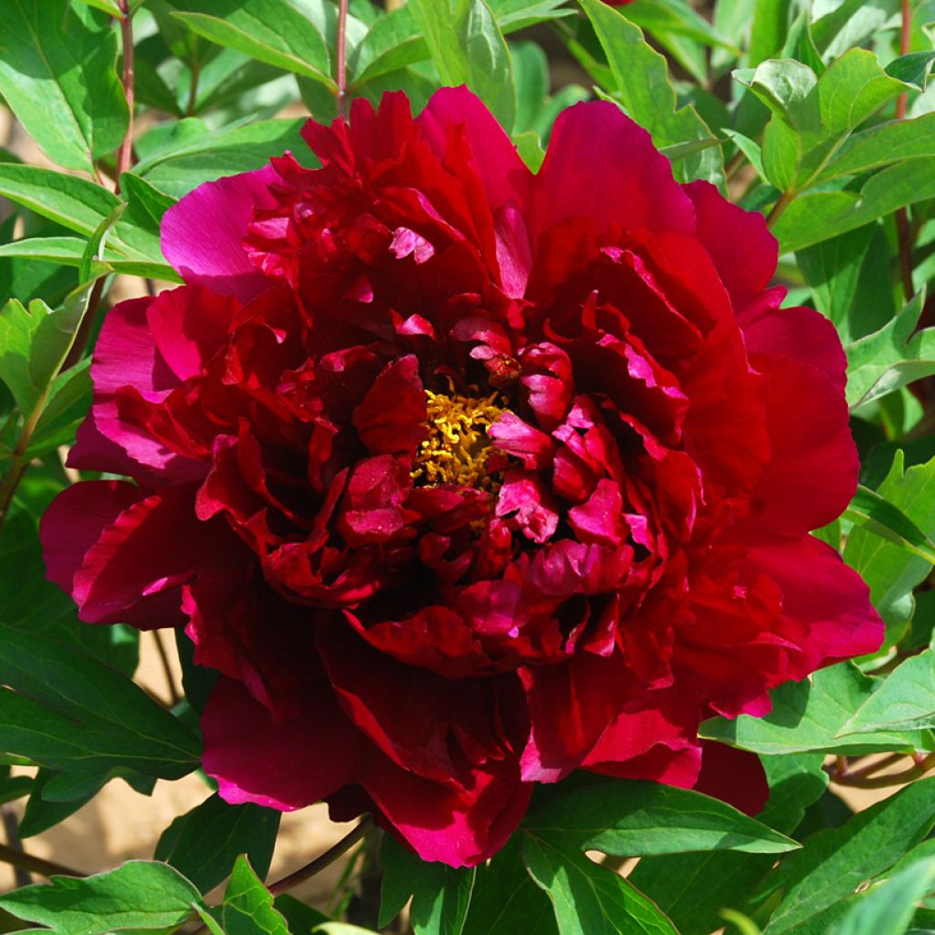Peónia arbustiva Zhu Guang Mo Run - Paeonia suffruticosa