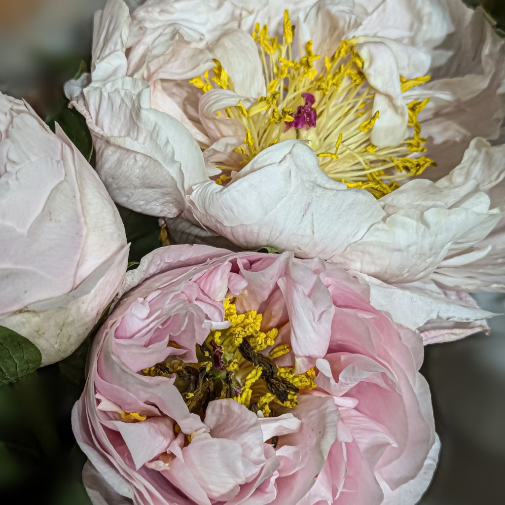 Paeonia Blushing Princess