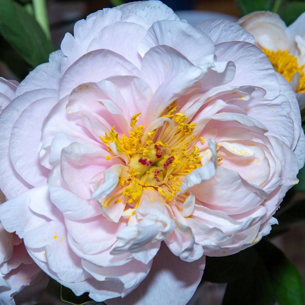 Paeonia Blushing Princess
