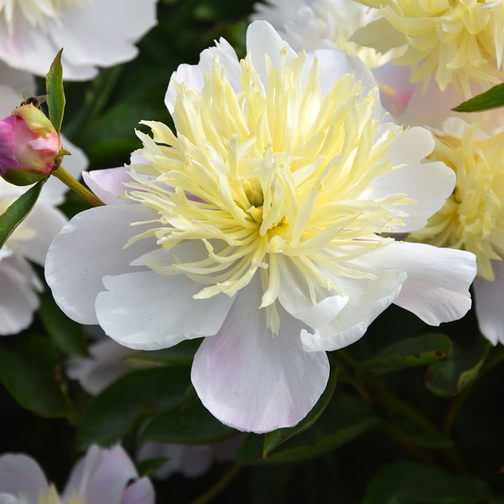 Peónia chinesa Butter Bowl - Paeonia lactiflora