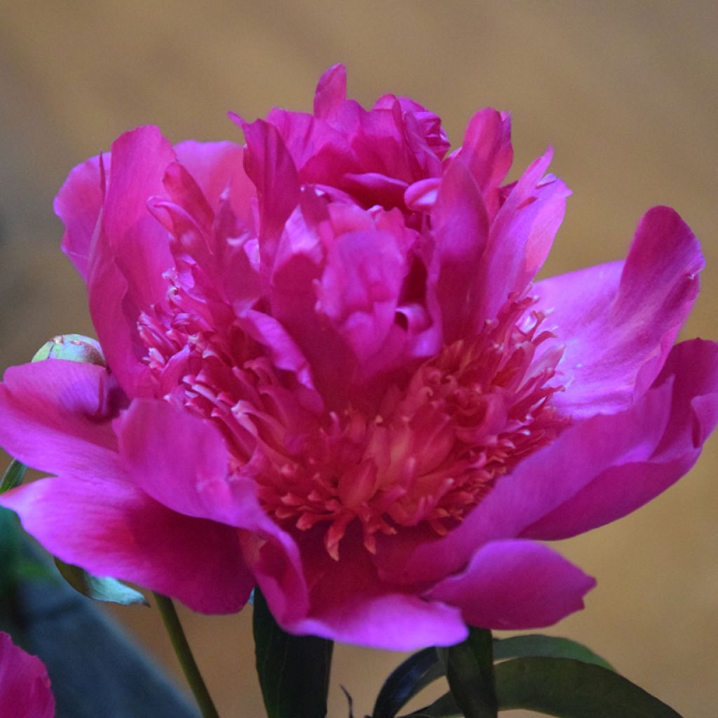 Peónia chinesa Sebastiaan Maas - Paeonia lactiflora