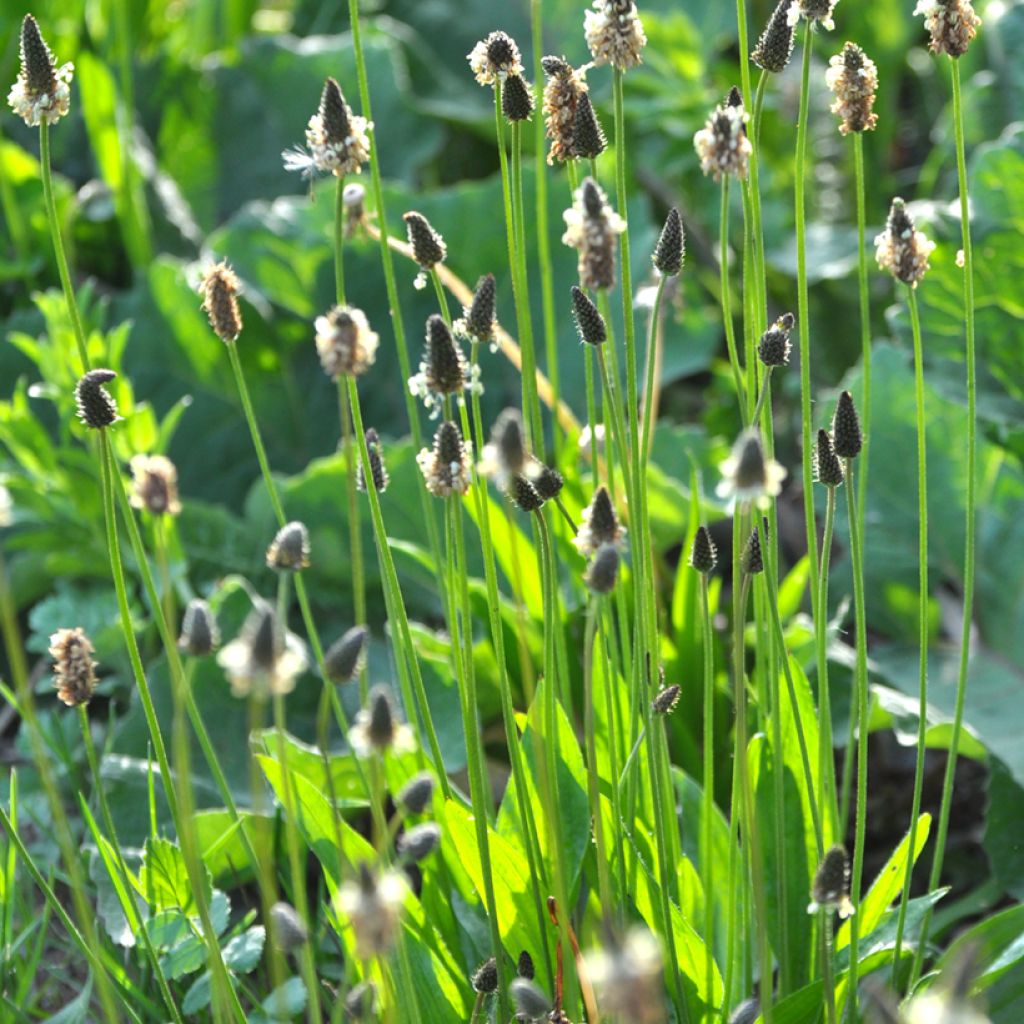 Tanchagem-pequena Bio sementes  - Plantago lanceolata