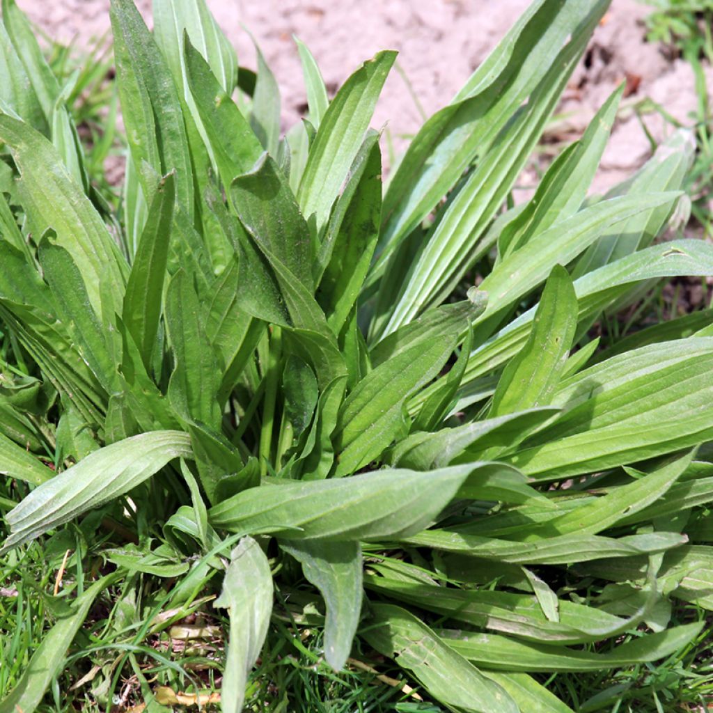Tanchagem-pequena Bio sementes  - Plantago lanceolata